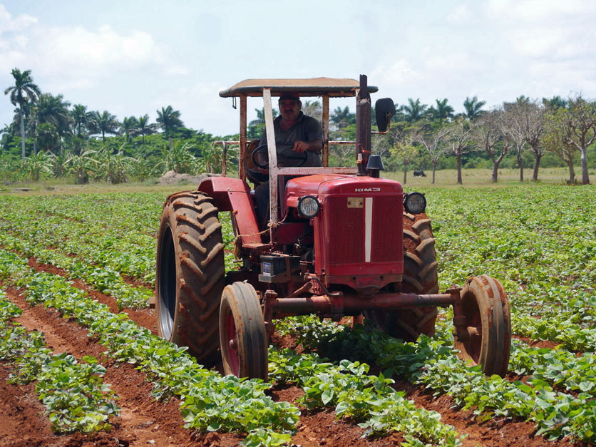 Cuban_farmer.jpg
